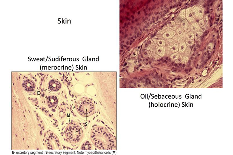 Huiles cutan&eacute;es et sueur&nbsp;: les raisons pour lesquelles les lunettes &agrave; monture transparente jaunissent